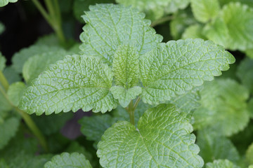 Melissa officinalis - Lemon balm