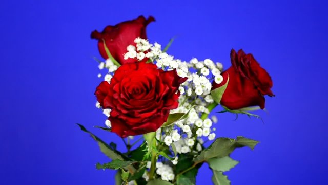 drei Rosen vor blauem Hintergrund, HD, 60 fps