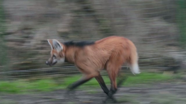 Running maned wolf (Chrysocyon brachyurus)
