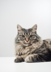 Beautiful cat posing