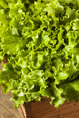 Fresh Healthy Organic Green Leaf Lettuce