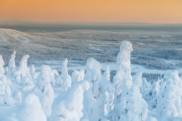 Trees covered with snow at lapland Finland