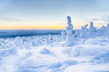 Trees covered with snow at lapland Finland HDR - obrazy, fototapety, plakaty