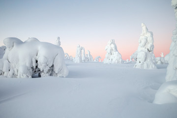 Fototapeta na wymiar Early pink morning light over the snow trees at lapland