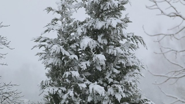 Winterlandschaft mit Tannenbaum und Schnee