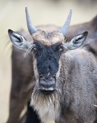 africa kenya Masai Mara reserve ,  wildebeest