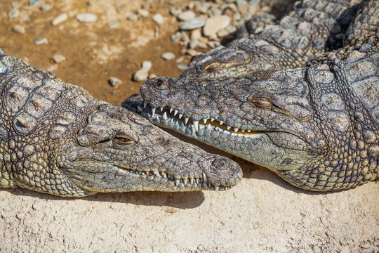Crocodiles in a farm