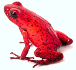 Photo sur Plexiglas Grenouille grenouille flèche empoisonnée rouge