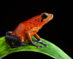 red poison dart frog