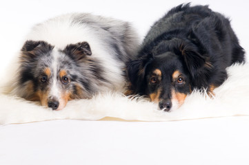 Shelties und Mini-Aussie im Studio