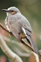 止まり木のヒヨドリ