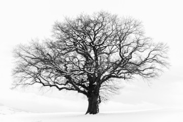 Fototapeta premium The Lonely Winter Tree