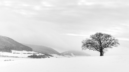 Fototapeta na wymiar The Lonely Winter Tree