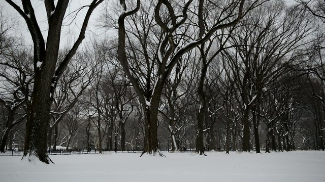 Panning HD Video of Central Park, Manhattan New York
