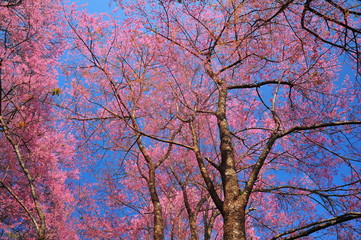 Pink Cherry Blossom Branches