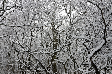 Trees covered by snow