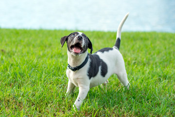 Black and white puppy