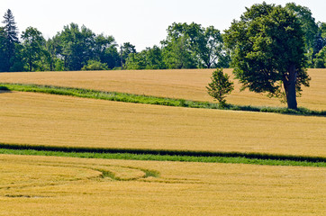 Fototapeta na wymiar Yellow field of wheat
