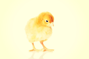 Small yellow Easter chicken.