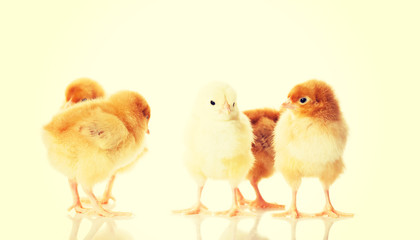 Group of small chicken.