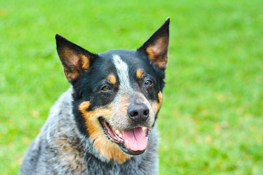 Australian Cattle Dog