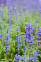 beautiful blooming in flora park