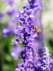 Lavender and bee