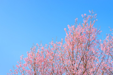 Thailand Cherry Blossom and beautiful sky