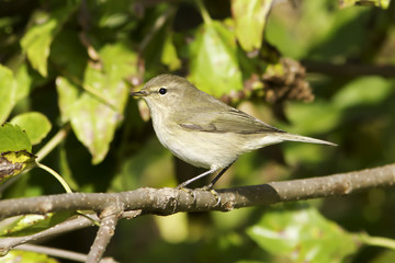 Chiffchaff in natural habitat / Phylloscopus collybita
