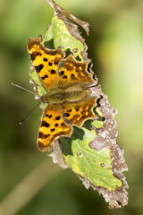 Polygonia c-album / Comma  butterfly at rest