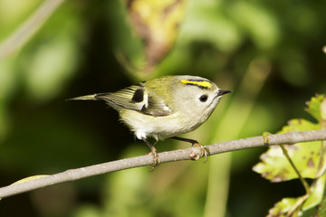 goldcrest / Regulus regulus in natural habitat