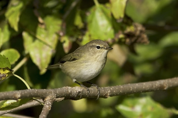 Chiffchaff in natural habitat / Phylloscopus collybita