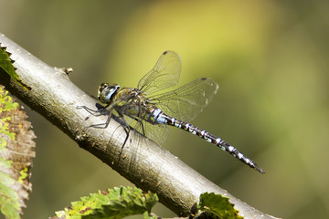 Aeshna mixta / migrant hawker, male