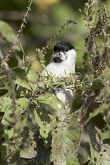 Marsh Tit in natural habitat / Poecile palustris