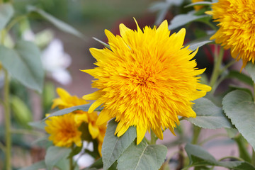 dwarf sunflower