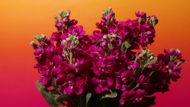 Time-lapse of purple stock (Matthiola sp.) flowers blooming.