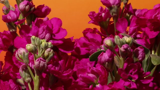 Time-lapse of purple stock (Matthiola sp.) flowers blooming.