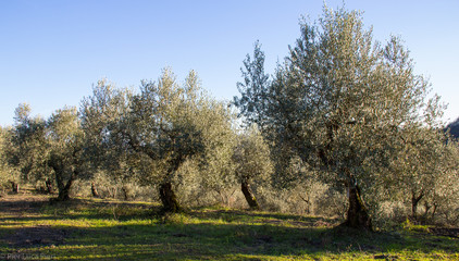 Campo di olivi