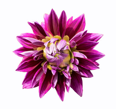 Magenta Colored Dahlia Flowers Isolated on White Background.