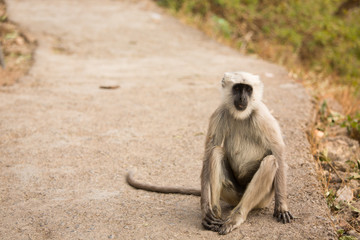 Wild black moneky on the road in Rishikesh, India