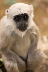 Baby black monkey in forest of Rishikesh, India