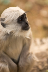 Obraz premium Baby black monkey in forest of Rishikesh, India