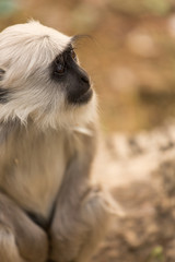 Baby black monkey in forest of Rishikesh, India