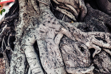 Roots of a tree