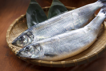 にしん　Herring