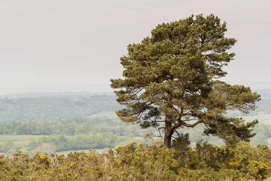 Lone pine tree