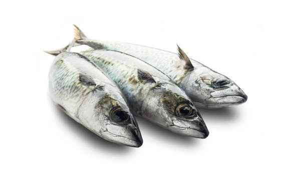 Fresh mackerel fishes on white background