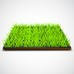 Square of green grass field