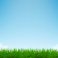 Fototapeta na wymiar Green grass and bright blue sky
