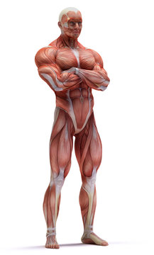 anatomy muscles
